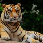 Zooskooñ: Revolutionizing Ethical Zoos for a Sustainable Future
