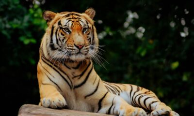 Zooskooñ: Revolutionizing Ethical Zoos for a Sustainable Future