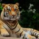Zooskooñ: Revolutionizing Ethical Zoos for a Sustainable Future