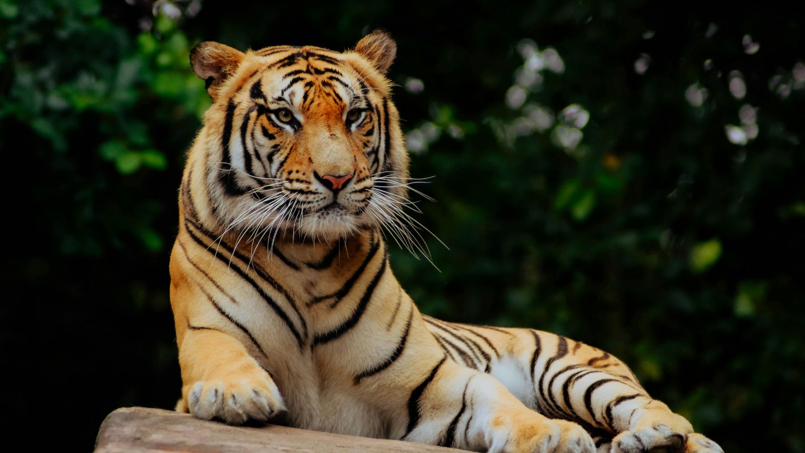 Zooskooñ: Revolutionizing Ethical Zoos for a Sustainable Future